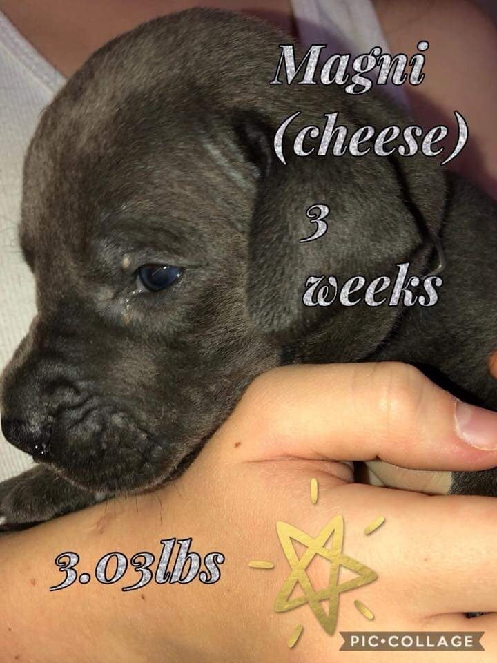 Cheese, a blue Great Dane puppy available from Northern Colorado Great Danes in December 2017.