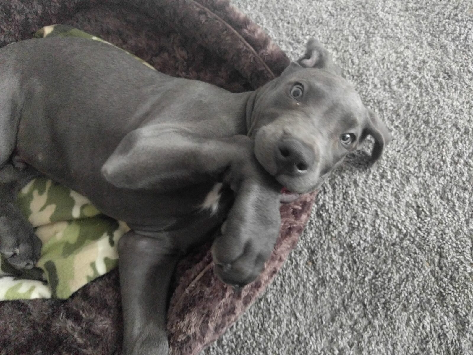 Magni looking deeply serious as a puppy.