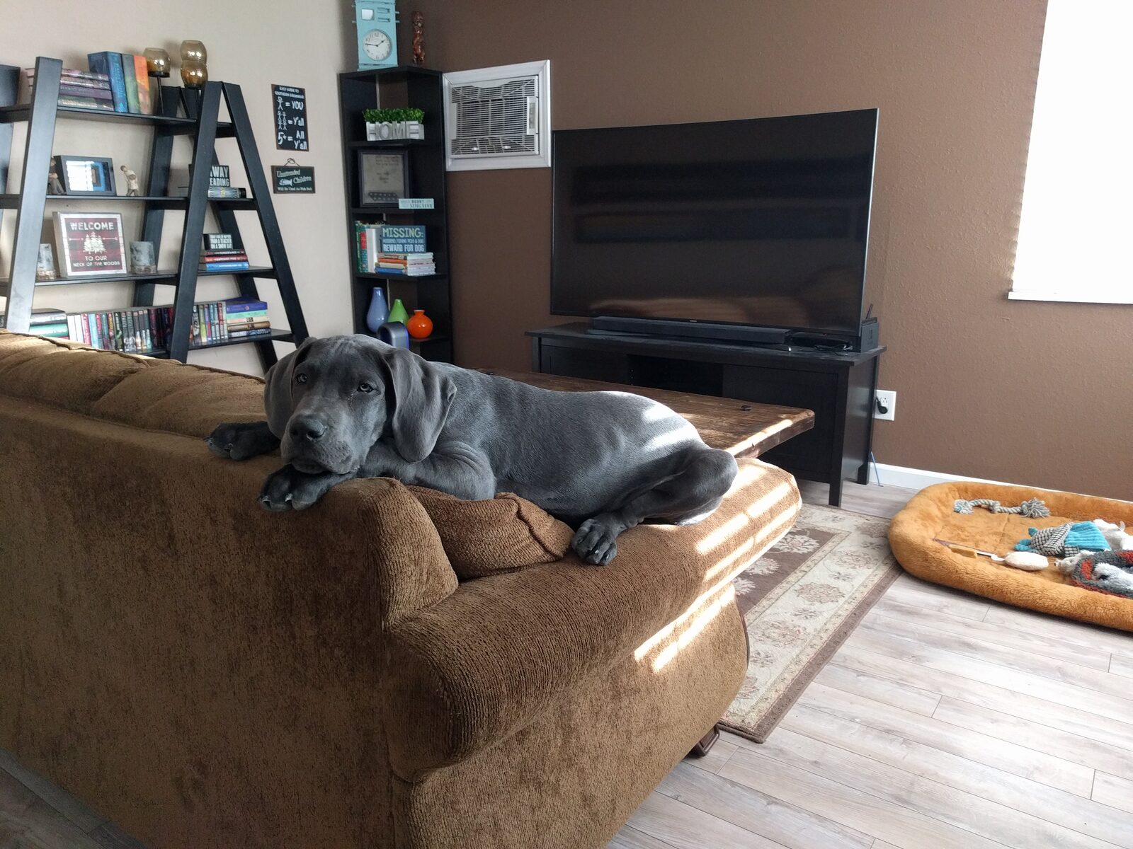 Magni imitating a cat's behavior.