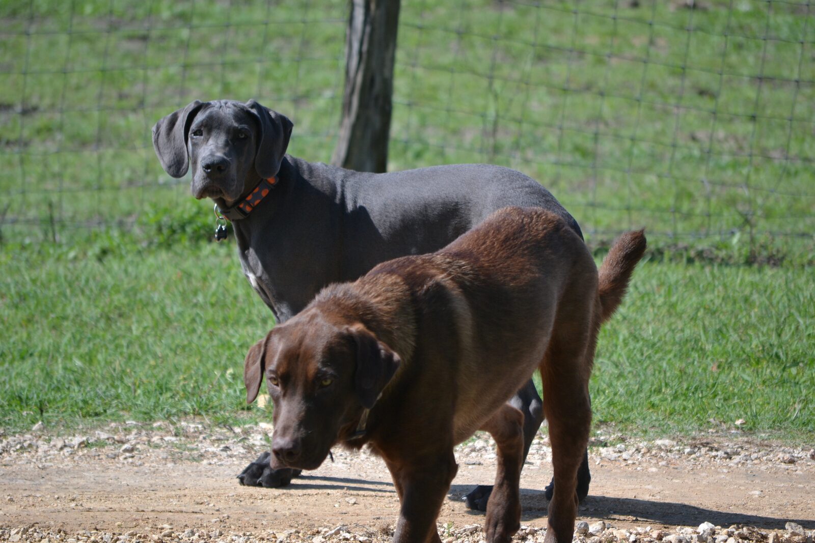 Magni running around the farm in Texas.