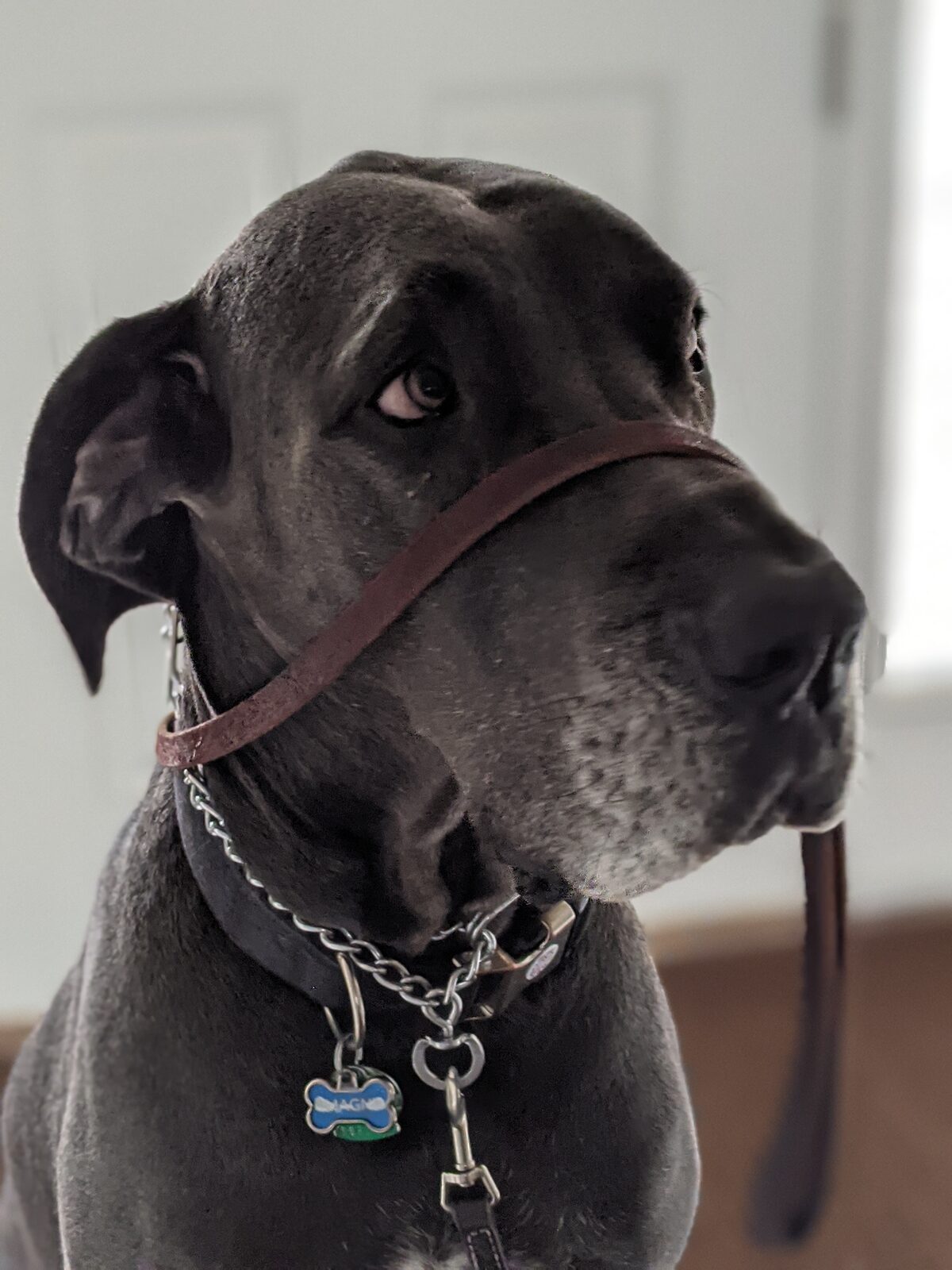 Magni asking to go for a walk.