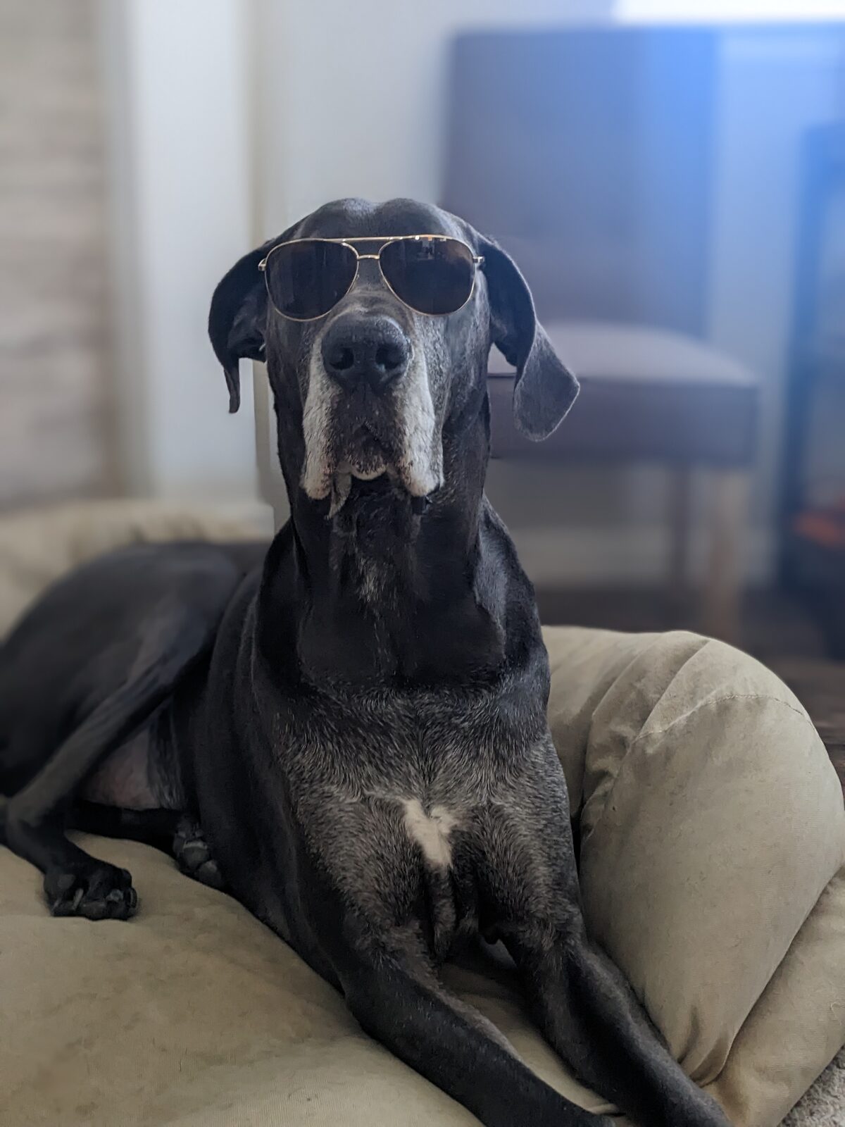 Magni wearing aviator sunglasses.