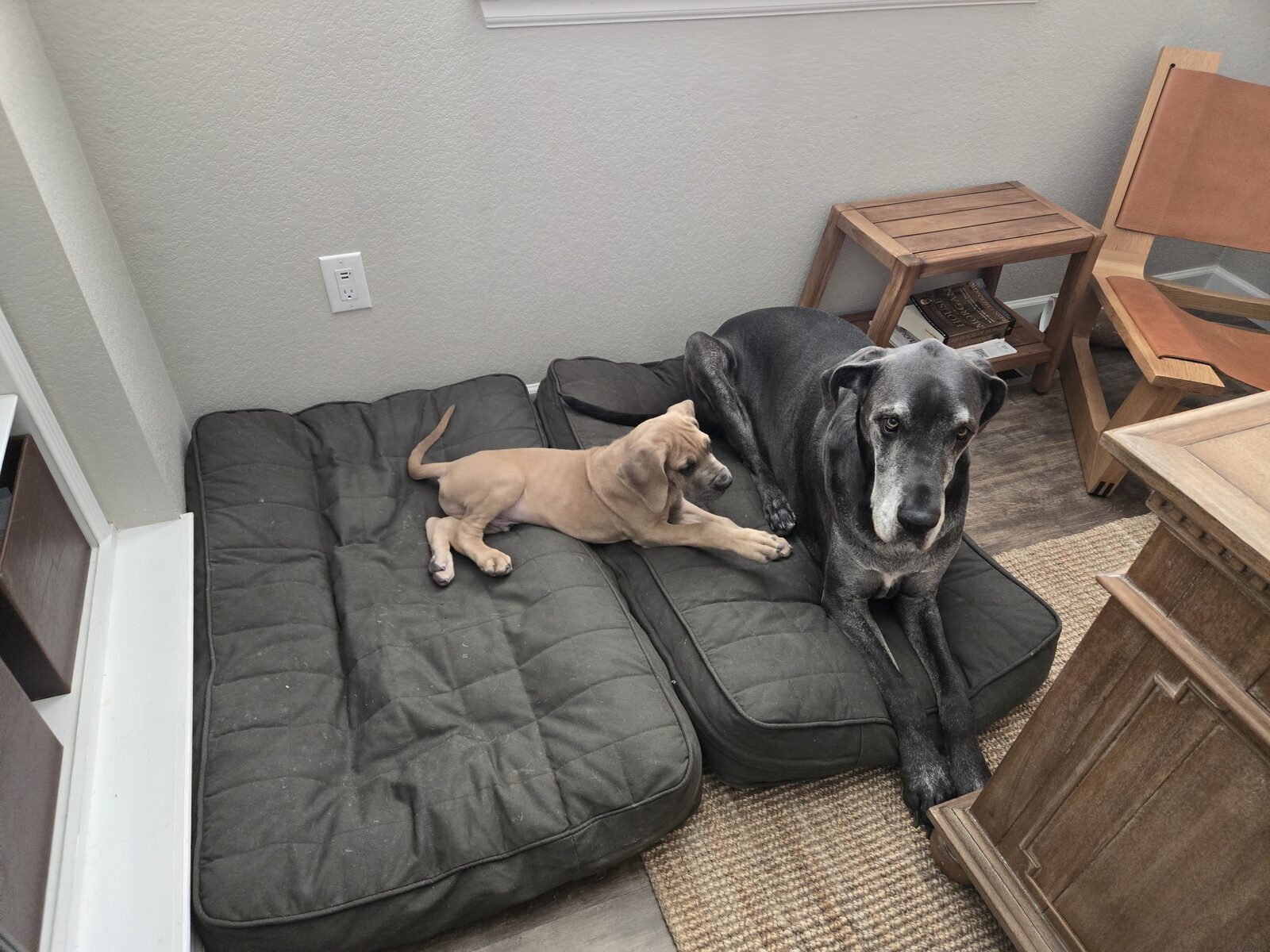 Magni looking unimpressed with his new puppy sibling.