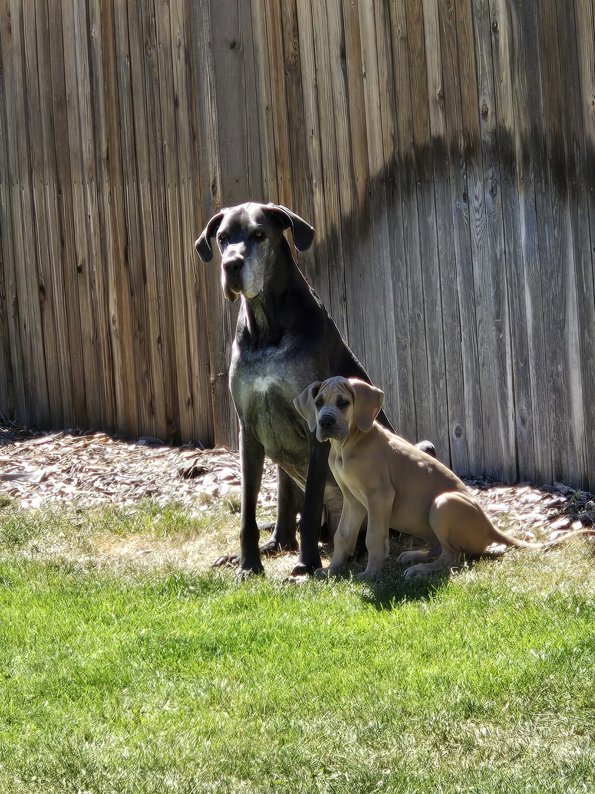 Magni being a big brother to the new puppy.