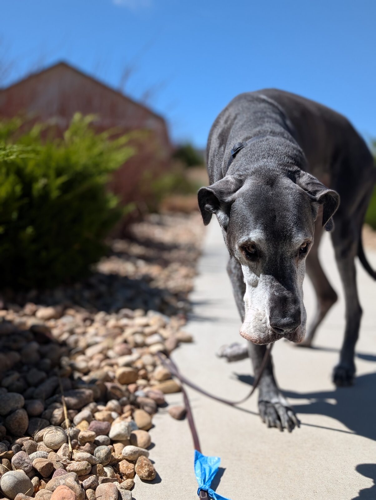 Magni on his last walk.